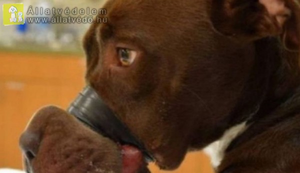 Öt év börtönt kapott a kutyája pofáját leragasztó állatkínzó
