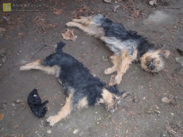 Kínok közepette pusztultak el a kutyák a csigaméregtől