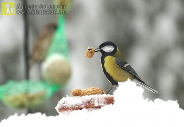 Életmentő a madáretetés hóesésben