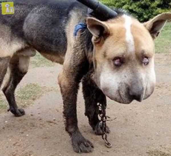 8 hónap letöltendő börtön a kegyetlen kutyakínzásért