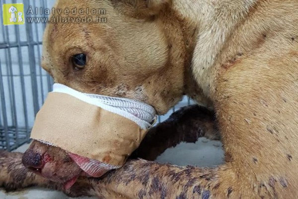Brutális állatkínzás: tűzijátékot etettek a kutyával a gyerekek, majd felrobbantották a szájában