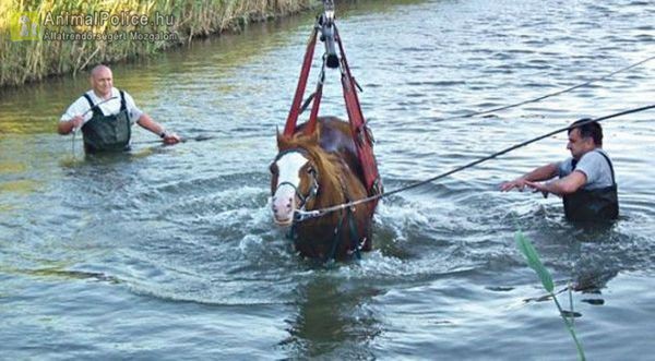 Egy daru segítségével sikerült kimenteni a csatornába ragadt lovat