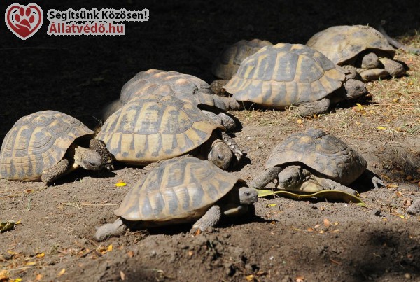 Állatkerti állatkínzás - teknőst ütött agyon kockakővel