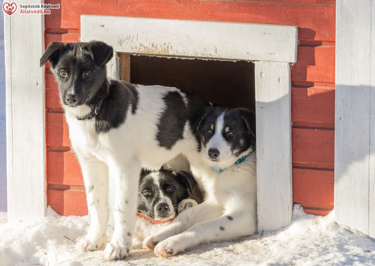 Cikkek / Kutyaház, macskaodú - télen és nyáron is fontos!