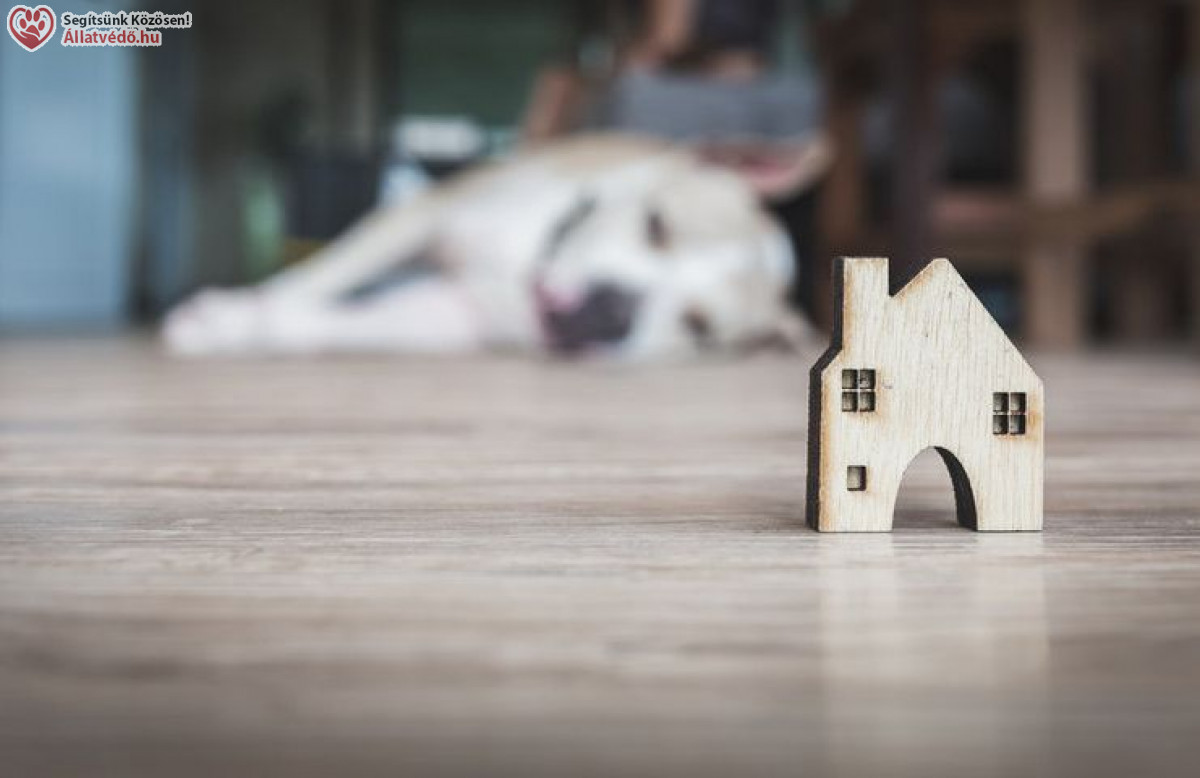 Fagyriadó - Kutyahideg időszak következik!