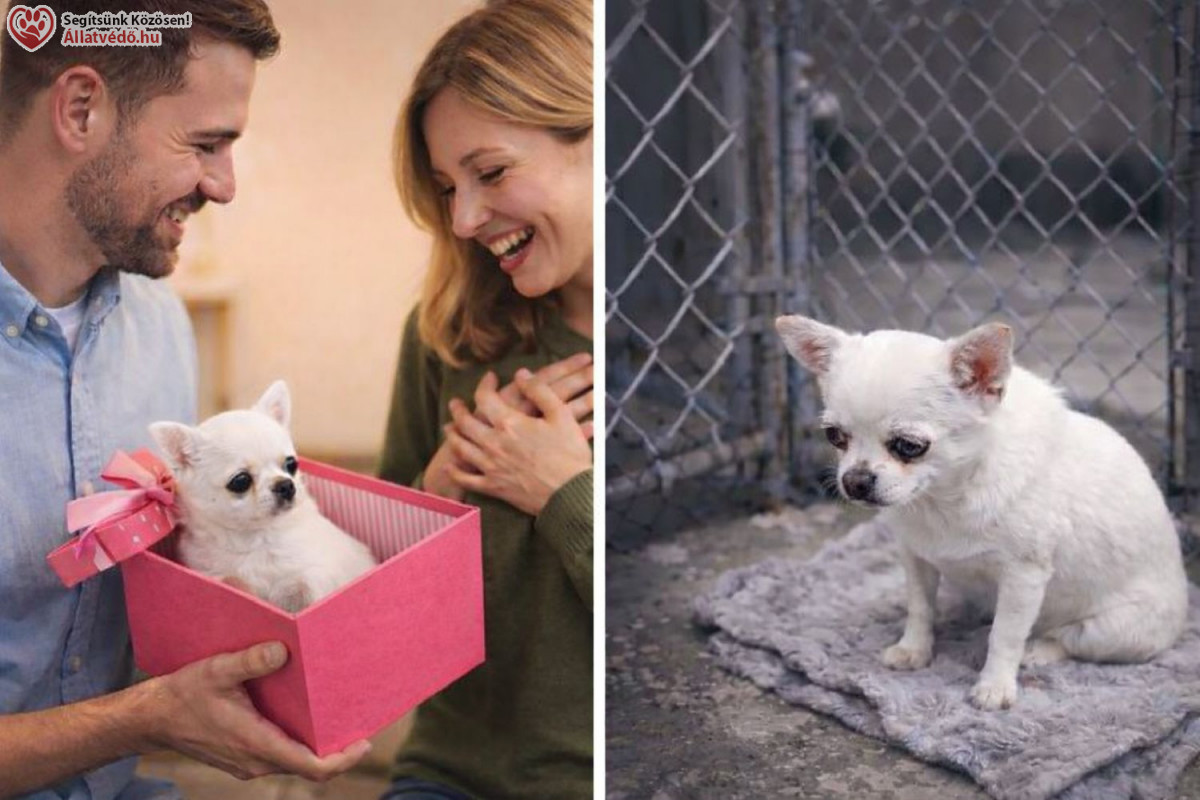 Cikkek / Állatvédelem: így születnek a megunt kiskedvencek