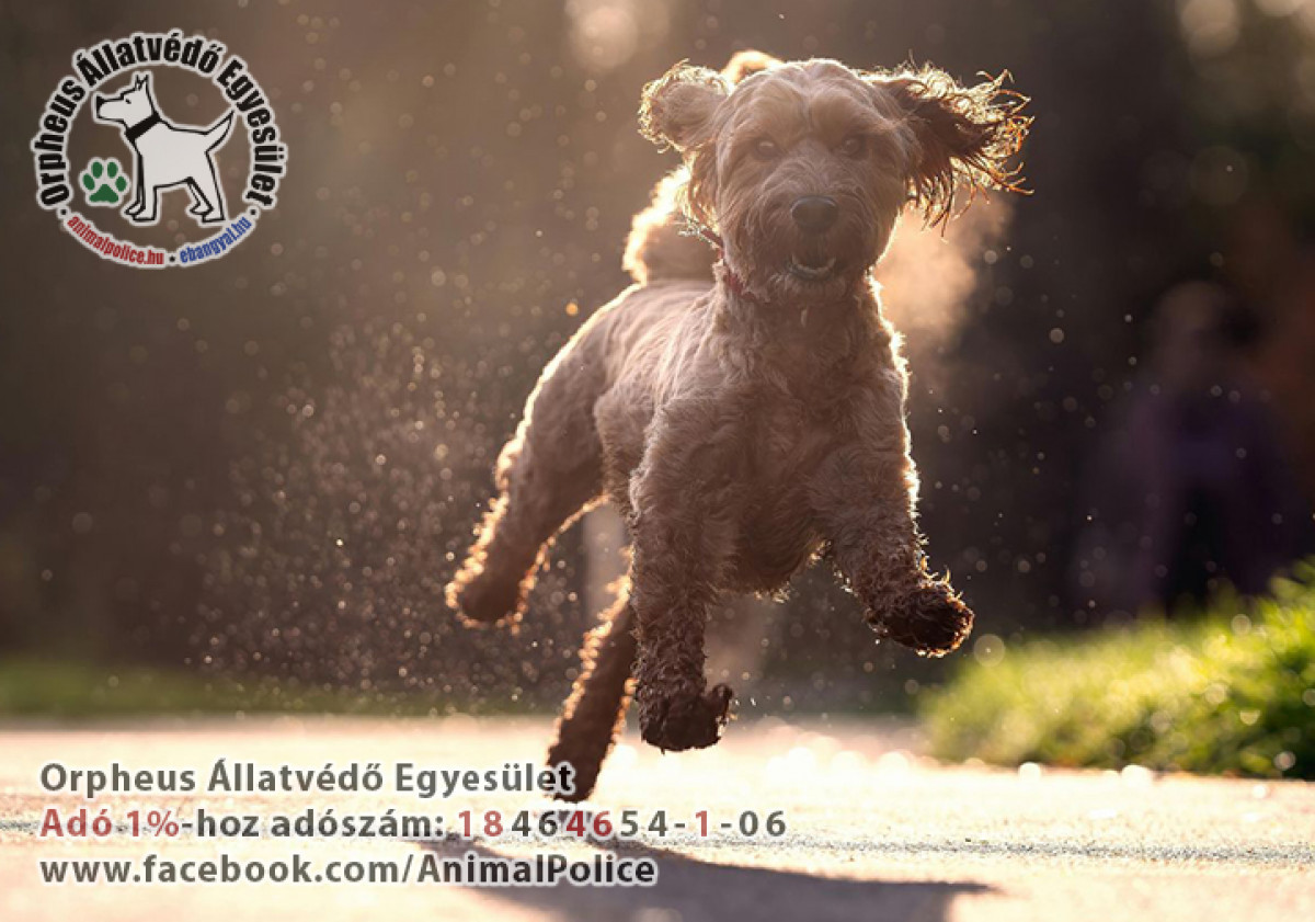 Cikkek / Fontos állatvédelmi feladatok tavasszal: a házi kedvenceinkért és a felesleges szaporulat megelőzéséért