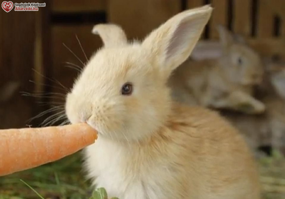 Cikkek / NyusziSTOP-ot kérnek az állatvédők húsvétra