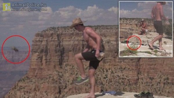 Hajtóvadászat indult a férfi után, aki a Grand Canyonba rúgta a mókust 