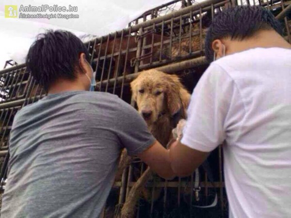 Kínában nagyüzemben tolja a kutyamaffia
