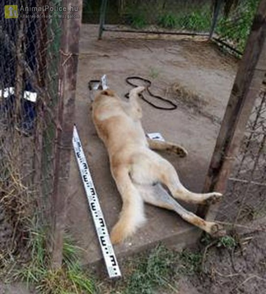 Brutális kutyagyilkosság: felakasztva talált kutyájára a gazda