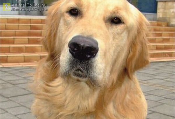 Megmérgezték Rustyt, a hűséges vakvezető kutyát