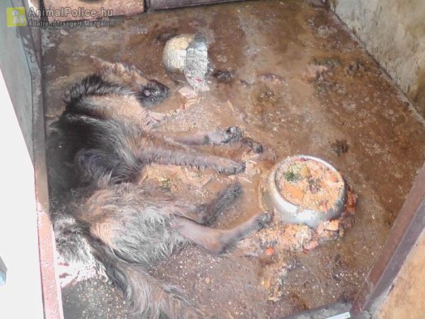 Brutális körülmények között voltak tartva a kutyák, volt amelyik el is pusztult