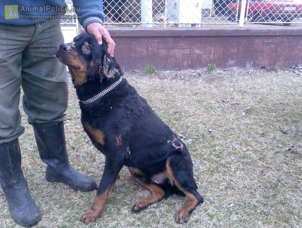 Egy év börtönt kapott a szomszédja kutyáját felgyújtó férfi