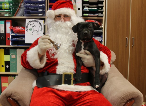 Állatok Karácsonya - Kutyakarácsony az Állatok megmentéséért