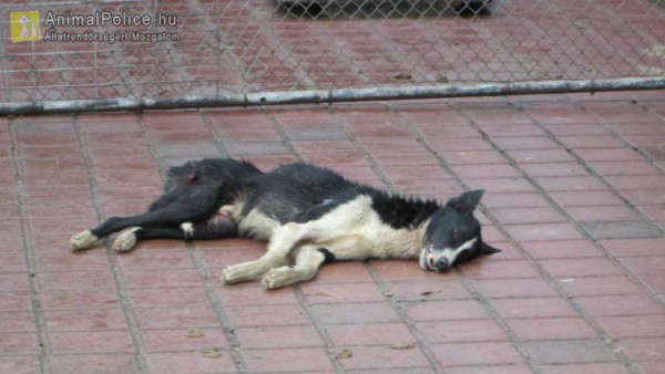 Kínok között vesztette életét 14 szibériai szánhúzó kutya