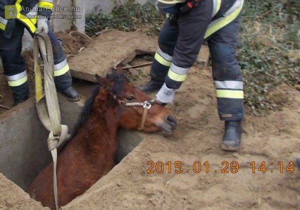 Sikeresen kimentésre került a vízaknába esett ló