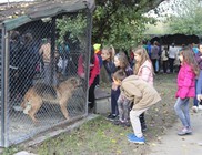Gyerekek látogatták meg a mentett kutyusokat