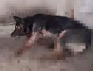 Állatkínzás Kazincbarcikán: kapával verték agyon a kutyát