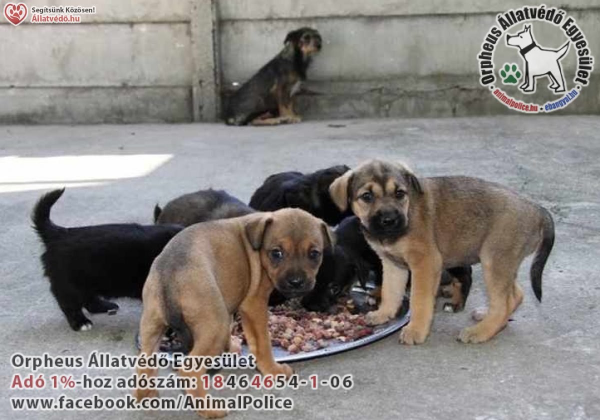 Galéria / Adó 1 százalék kutya cica mentés, állatvédelem
