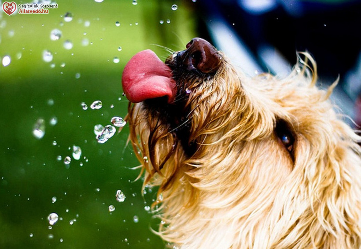 Galéria / Adj vizet a nagy nyári melegben a kutyádnak