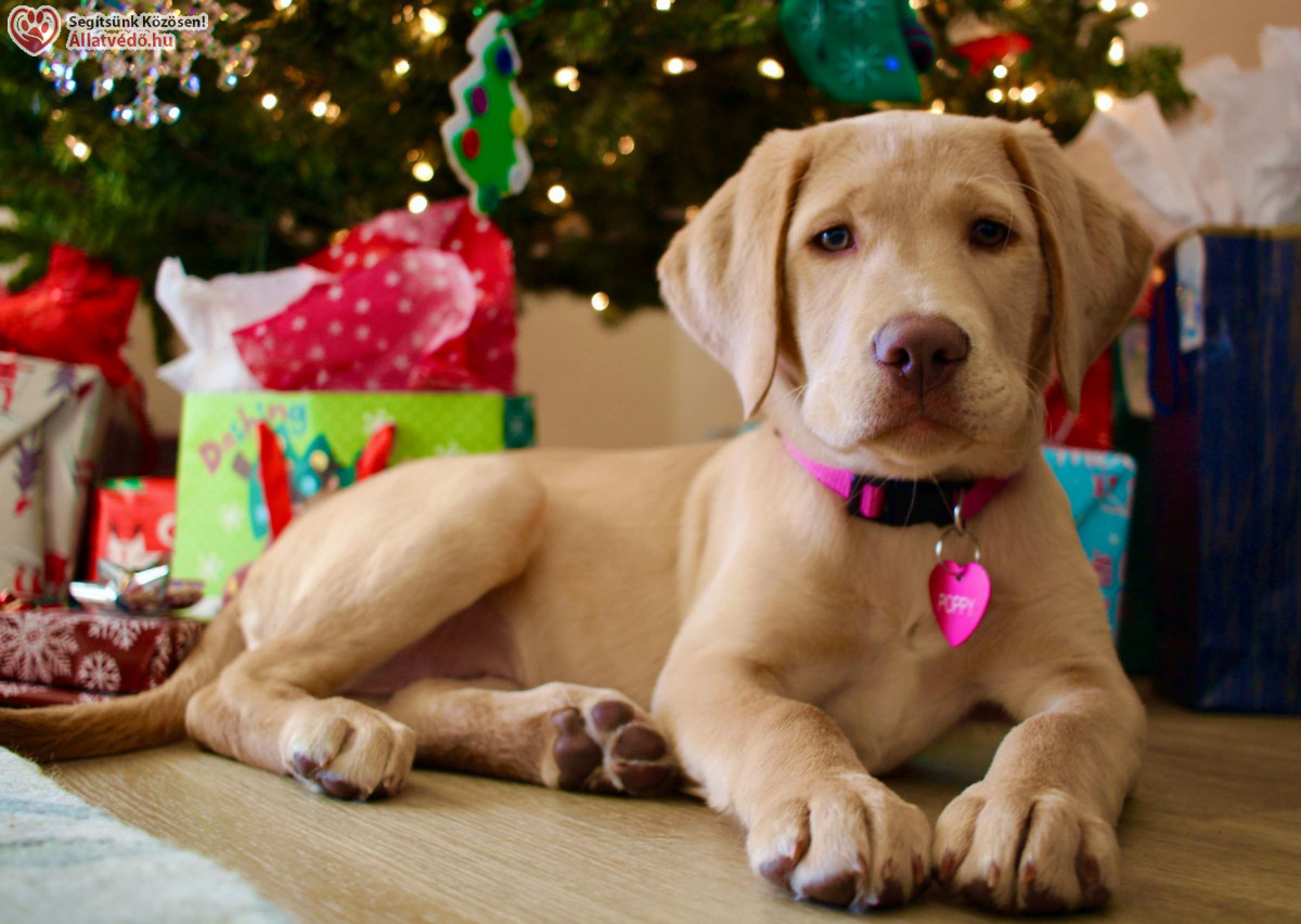 Galéria / Élő állatot karira ne!