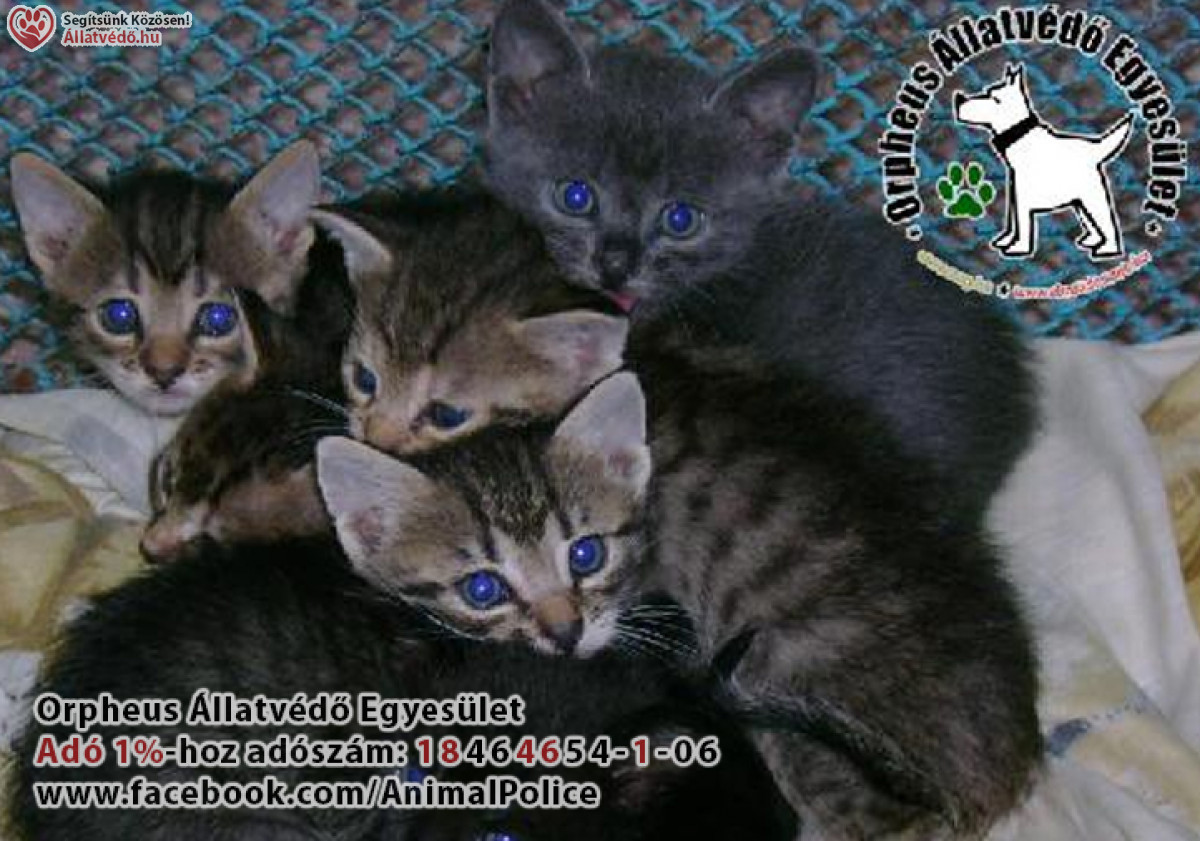 Galéria / Macskák, állatvédelem, Adó 1% felajánlás