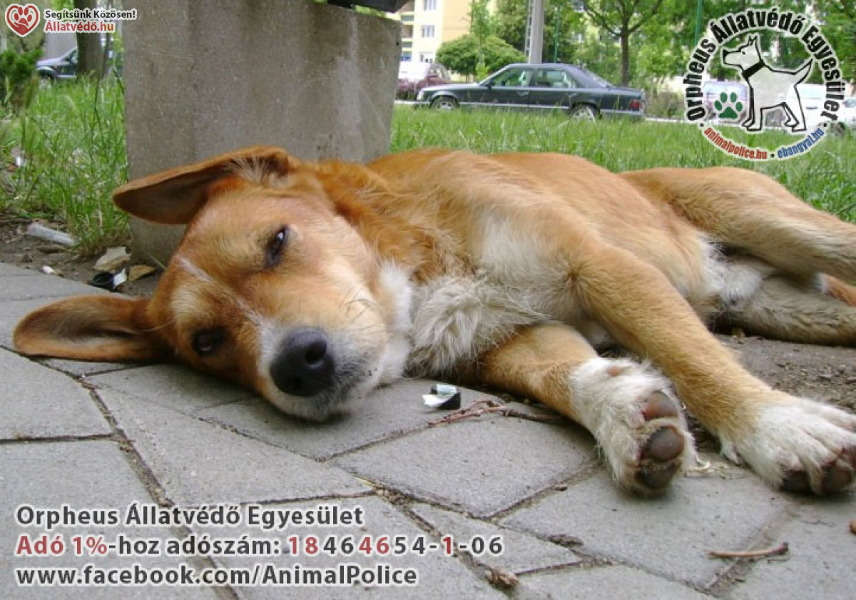 Galéria / Kutya, adó 1% állatvédelem