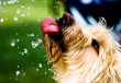 Adj vizet a nagy nyári melegben a kutyádnak
