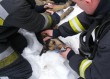 A tűzoltók a kutyát Tatabányán mentették ki a lakástűzből