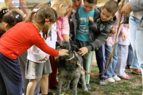 Dog Plusz Felelős Állattartók Egyesülete