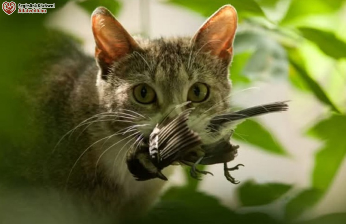 Hírek / Cicatartás csal lakásban lehet jó?