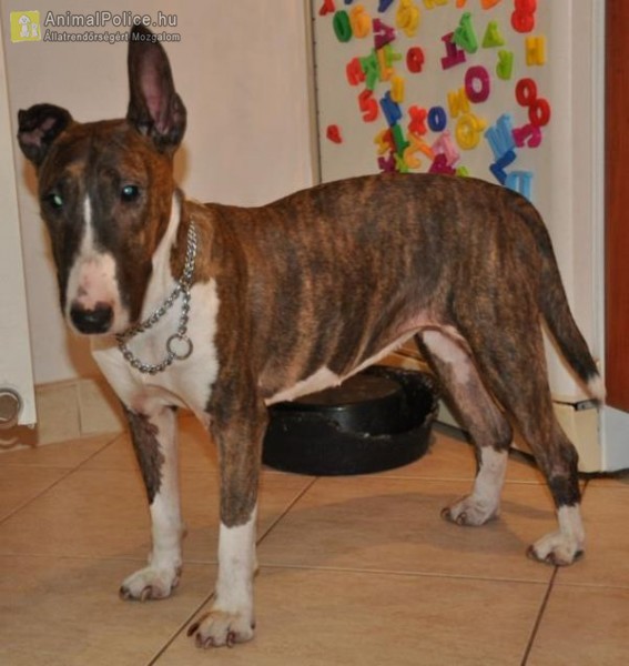 Magyar Bullterrier Baráti Társaság Fajtamentő Egyesület